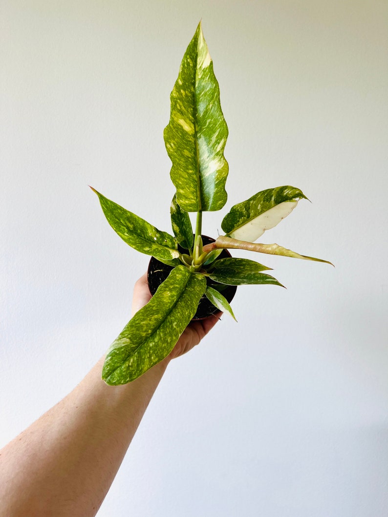 Philodendron Ring of Fire High Variegation Rare Aroid Live Plant in 4 Pot image 1