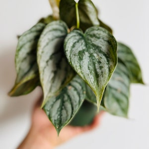 May include: A houseplant with large, silver-green leaves. The leaves have a heart shape and are arranged in a cluster.