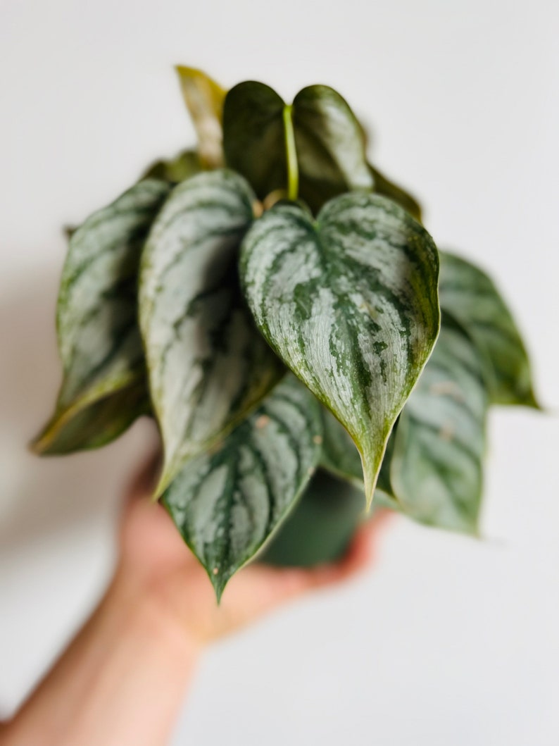May include: A houseplant with large, silver-green leaves. The leaves have a heart shape and are arranged in a cluster.