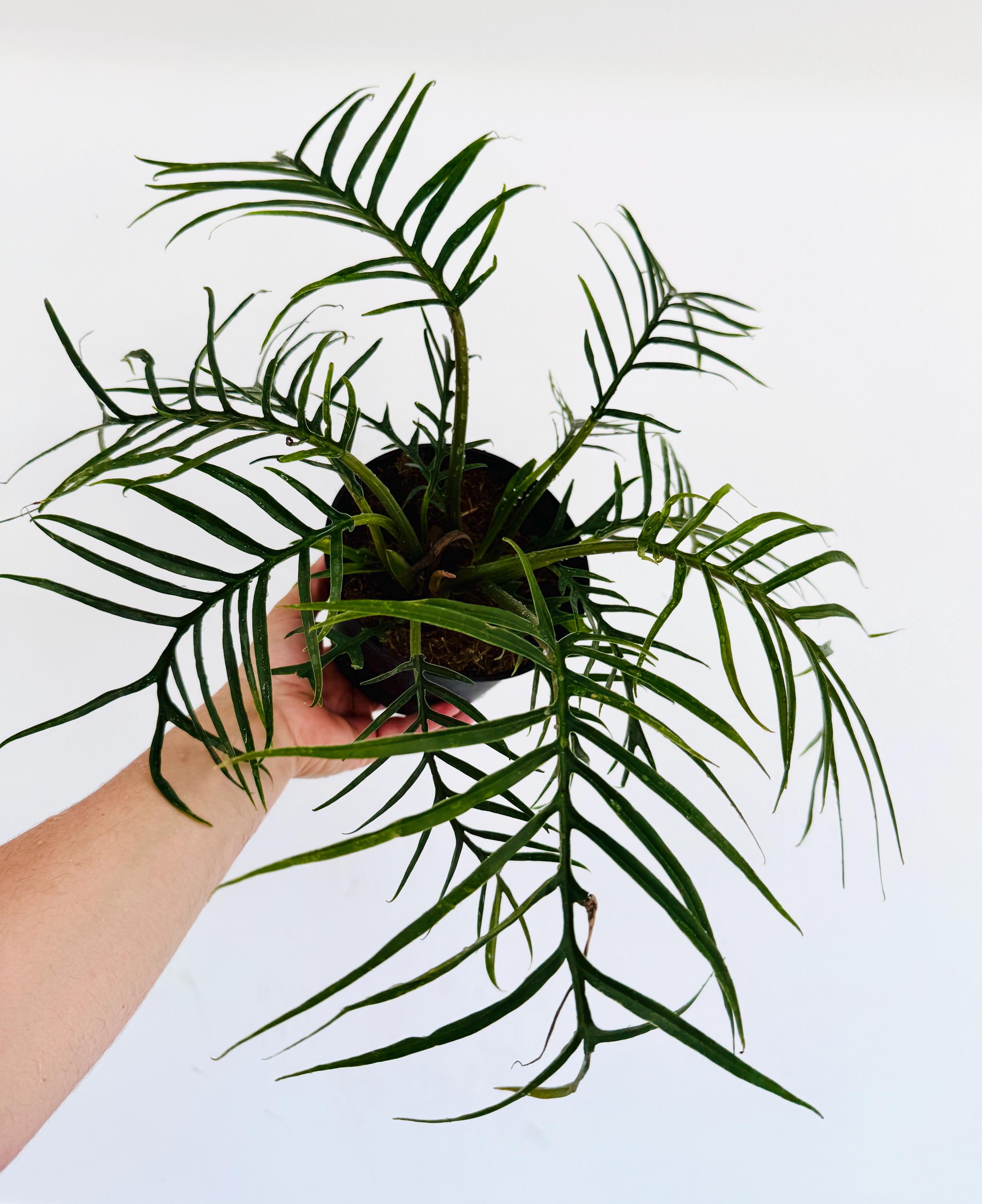 Philodendron Tortum - Rare Aroid - Live Houseplant in 6” Pot