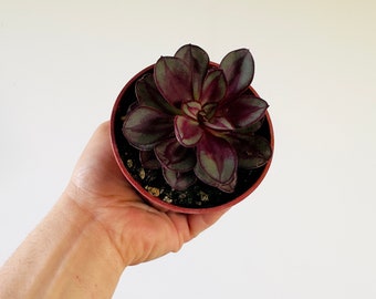 Medusa Aeonium - Gothic Plants - Black Houseplants - Rare - Live Houseplant in 4” Pot