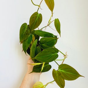 Micans Philodendron - Rare - Heart Shaped Velvet Leaf image 1
