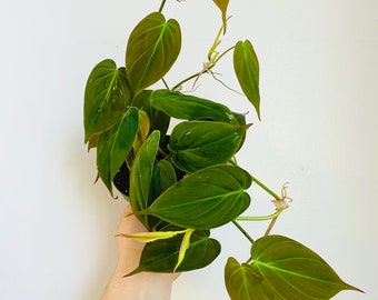 Philodendron + Monstera