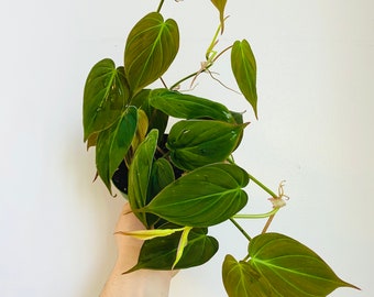 Micans Philodendron - Rare - Heart Shaped Velvet Leaf