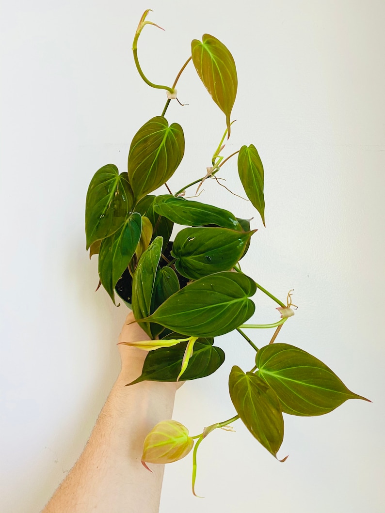 Micans Philodendron - Rare - Heart Shaped Velvet Leaf image 1