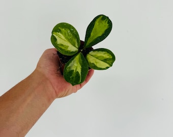 Hoya Obovata Variegated Splash - Splashy Hoya - Rare Hoya - Live Plant in 3” Pot