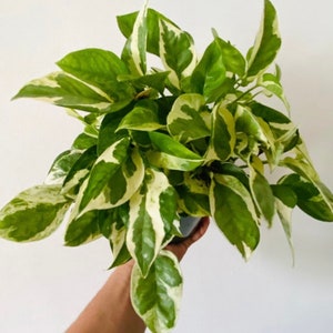 Puede incluir: Una planta en maceta con hojas verdes y blancas variegadas. La planta est&aacute; siendo sostenida por una mano.