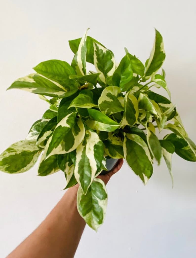 Puede incluir: Una planta en maceta con hojas verdes y blancas variegadas. La planta est&aacute; siendo sostenida por una mano.