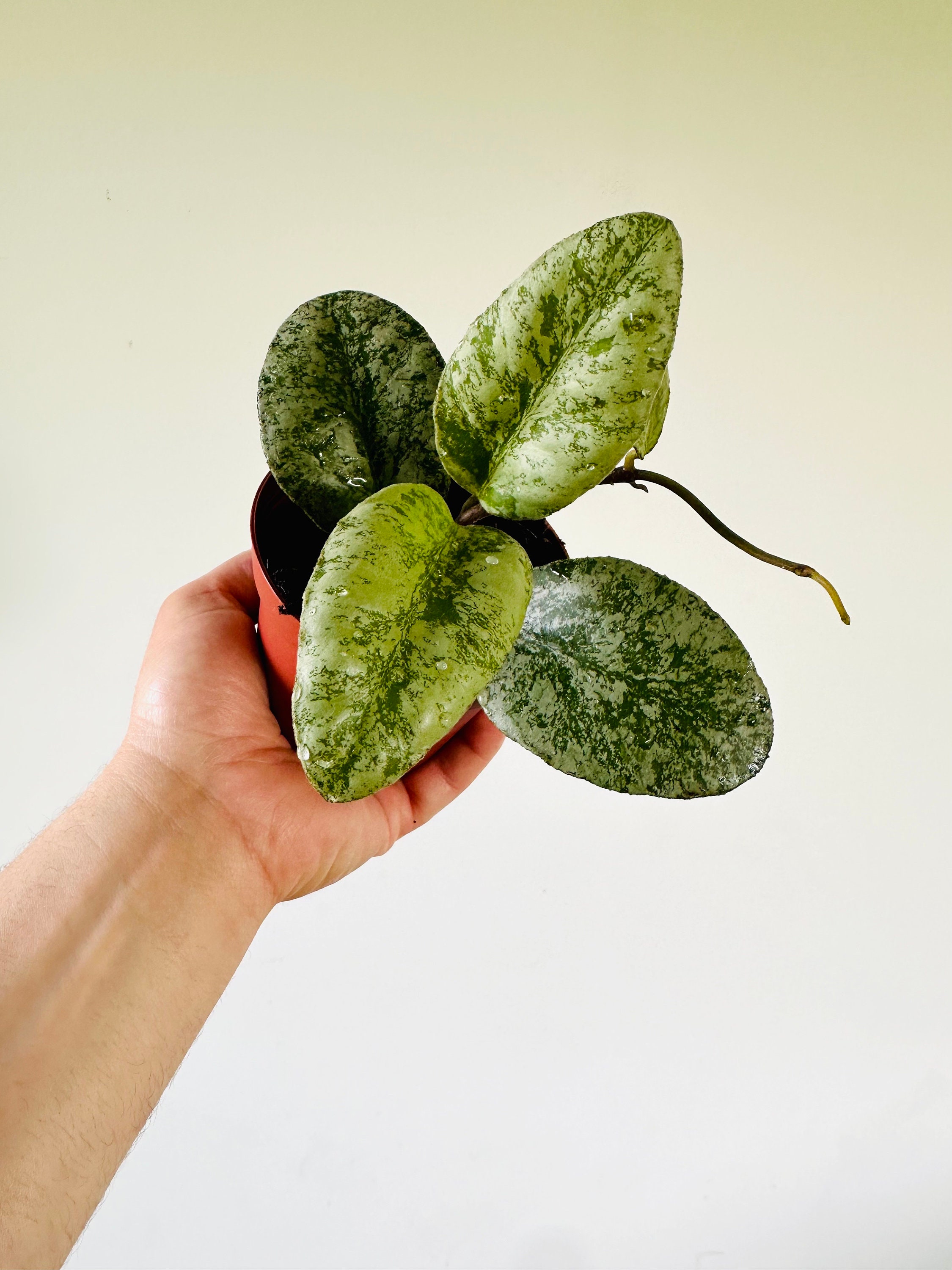 Hoya Waymaniae Cloud Sky - Rare Hoya - Super Splashy Hoya - Fuzzy