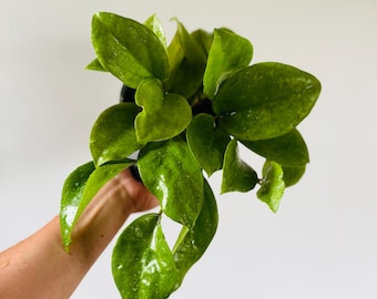 Hoya sp. Borneo ‘Round Leaves’ - Rare Hoya - Live Plant in 6” Pot