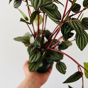 May include: A close-up of a Peperomia plant with dark green, textured leaves and reddish stems. The plant is in a dark green pot and held against a white background. The leaves have a striped pattern.