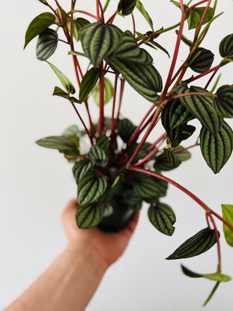 May include: A close-up of a Peperomia plant with dark green, textured leaves and reddish stems. The plant is in a dark green pot and held against a white background. The leaves have a striped pattern.