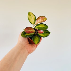May include: A small potted plant with green and pink variegated leaves. The plant is being held in a person's hand.