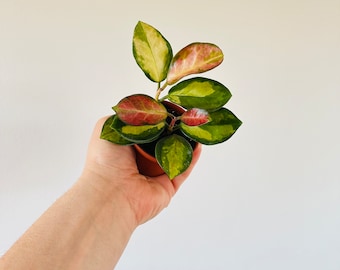 Hoya Australis Lisa - Tricolor Hoya - Fragrant Hoya - Available in 2” Pots