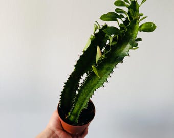 Euphorbia Trigona Jade - Green Cactus - Tall Plants - Live Plant in 4” Pot