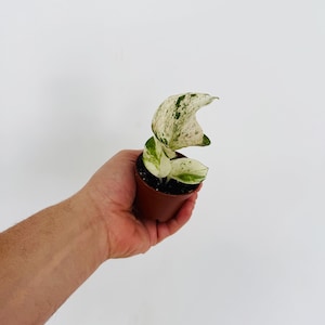 May include: A small potted plant with variegated green and white leaves. The plant is in a brown plastic pot and held by a person's hand. The leaves have a speckled pattern, and the plant is set against a white background.
