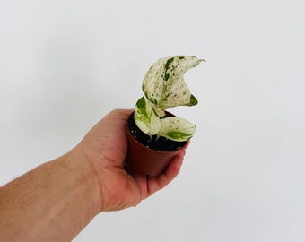 May include: A small potted plant with variegated green and white leaves. The plant is in a brown plastic pot and held by a person's hand. The leaves have a speckled pattern, and the plant is set against a white background.