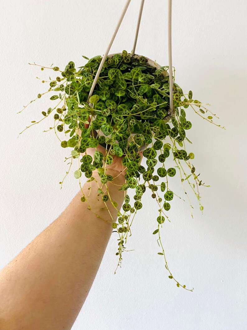 String of Turtles Peperomia Prostrata String of Things Etsy