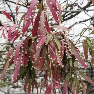 Cactus de muérdago (Pseudorhipsalis ramulosa): Epiphyllum tropical de floración roja (maceta de 4")