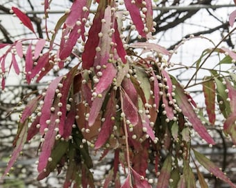 Mistletoe Cactus (Pseudorhipsalis Ramulosa): Red Blooming Tropical Epiphyllum (4" Pot)
