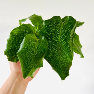 Calathea Musaica - Network Calathea - Tropical Houseplant - Live Plant