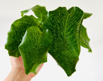 Calathea Musaica - Network Calathea - Tropical Houseplant - Live Plant