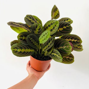 Prayer Plant - Red - Maranta Leuconeura - Tropical Plant