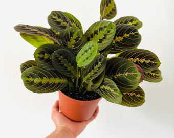 Prayer Plant - Red - Maranta Leuconeura - Tropical Plant