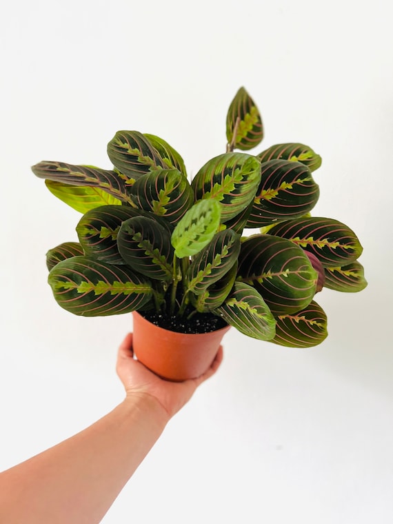 Prayer Plant - Red - Maranta Leuconeura - Tropical Plant - Etsy sterreich