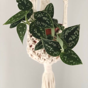 May include: A green plant with silver markings in a cream-colored macrame plant hanger. The plant has heart-shaped leaves and is suspended against a light gray background. The macrame hanger has a woven basket and a long tassel.