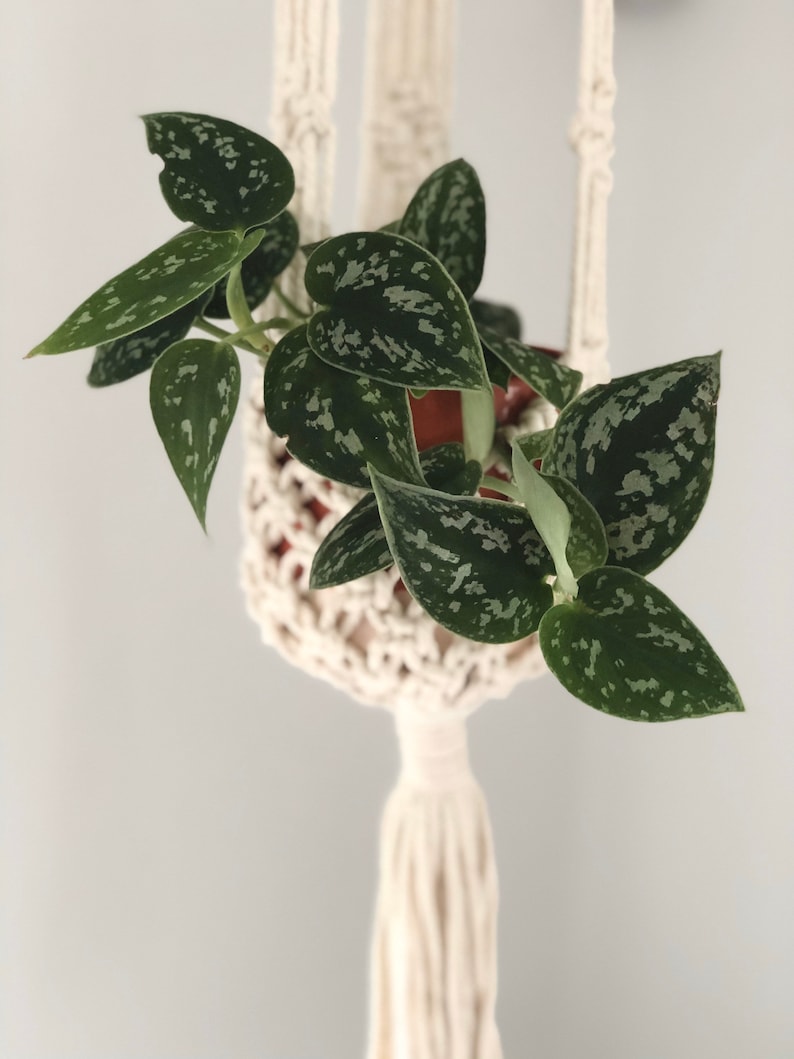 May include: A green plant with silver markings in a cream-colored macrame plant hanger. The plant has heart-shaped leaves and is suspended against a light gray background. The macrame hanger has a woven basket and a long tassel.