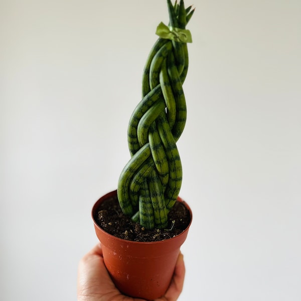 Snake Plant Braided - Six Braids with Green Bow - Sansevieria Cylindrica - Air Purifying - Houseplant - Live Plant in 3” or 4” Pot