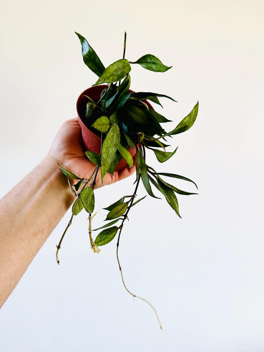 Hoya Lacunosa Royal Flush Purple Hoya Tropical Wax Plant Live