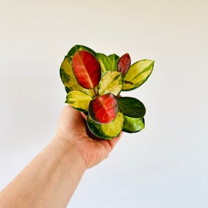 Hoya Australis Lisa: Tricolor Fragrant Hoya (3" Pot)