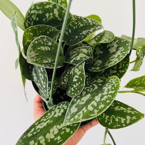 May include: A hanging plant with silver-green leaves. The leaves are heart-shaped and have a speckled pattern.