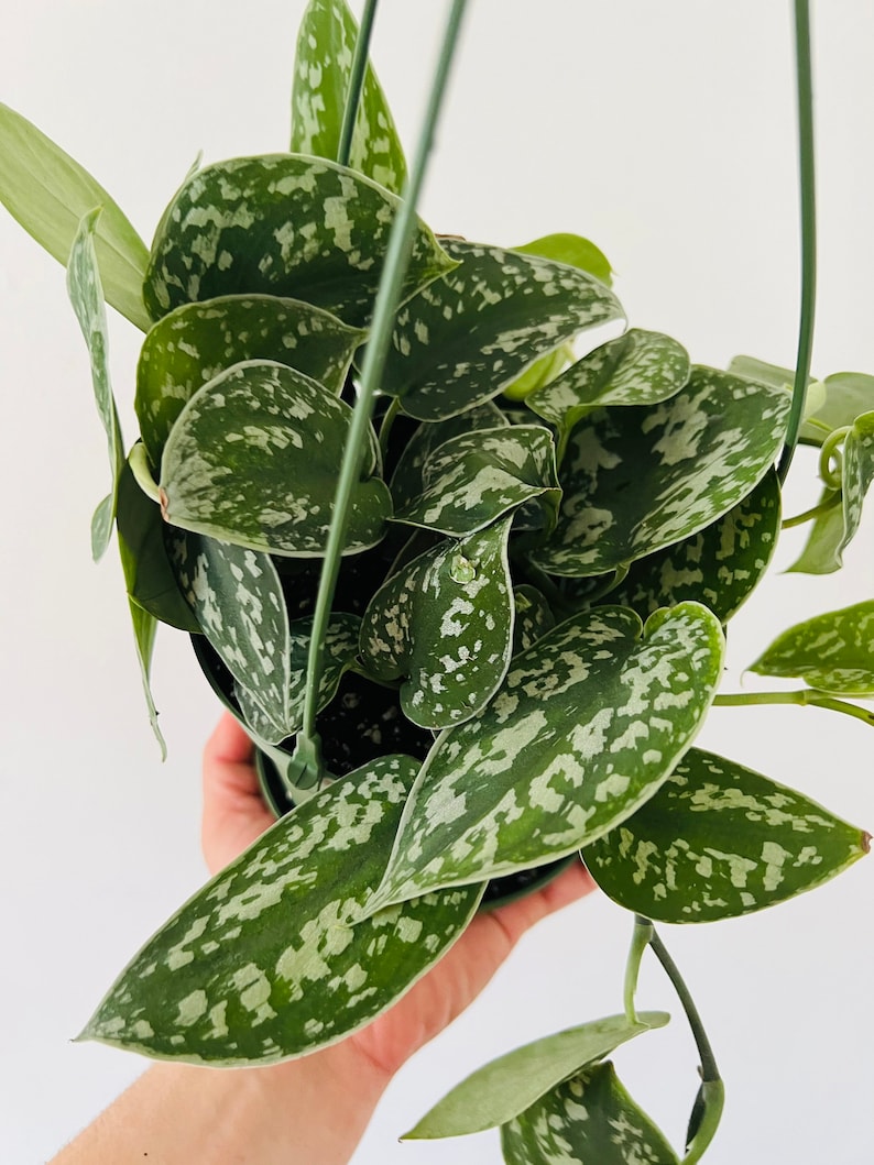 May include: A hanging plant with silver-green leaves. The leaves are heart-shaped and have a speckled pattern.