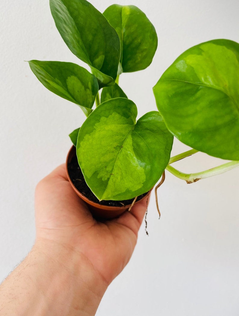 BrumleyandBloom Pothos - Thumbnail 4