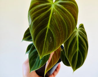 Philodendron + Monstera