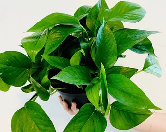 Jade Pothos - house plant- Epipremnum Pinnatum - Easy Plant- vining plant- beginner friendly - low light plant office plant- trailing plant