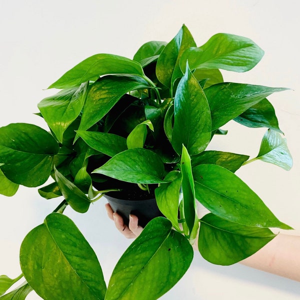 Jade Pothos - house plant- Epipremnum Pinnatum - Easy Plant- vining plant- beginner friendly - low light plant office plant- trailing plant