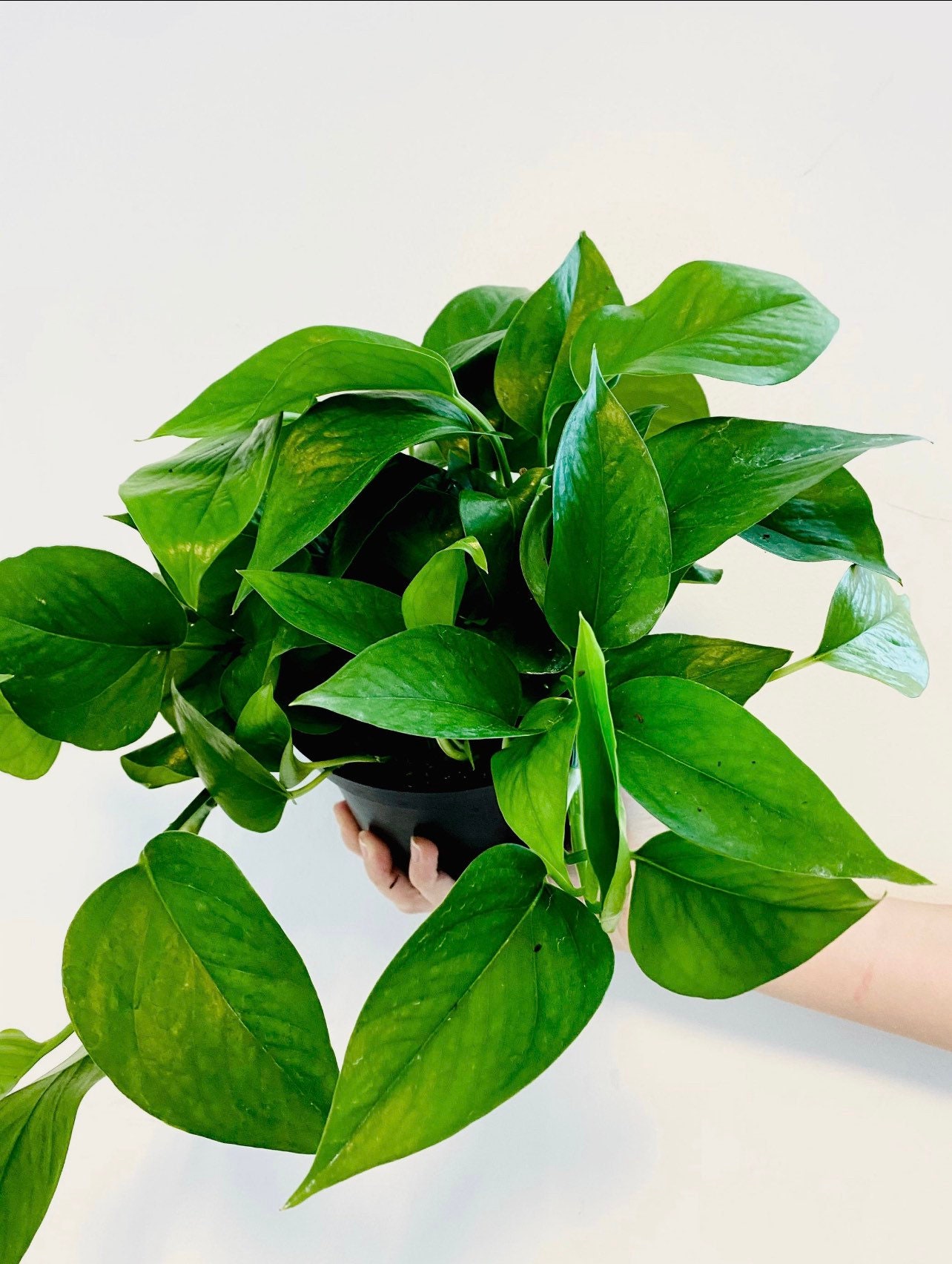 Jade Pothos - house plant- Epipremnum Pinnatum - Easy Plant- vining plant- beginner friendly - low light plant office plant- trailing plant