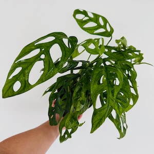 May include: A Monstera adansonii plant featuring multiple deep green, heart-shaped leaves with distinct natural perforations or fenestrations. The foliage displays a glossy texture and varied sizes, extending outward from a central base.