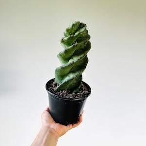 May include: A green, spiral-shaped cactus in a black plastic pot. The cactus has a unique, twisted form and is held in a person's hand against a plain white background. The plant is a striking example of a unique houseplant.