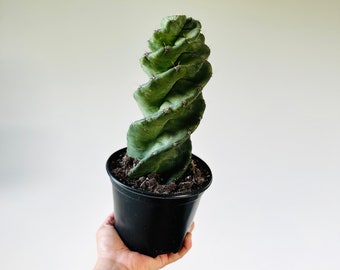 Spiral Cactus -  Cereus Forbesii Spiralis - Blooming Cactus - Large Cactus - Available in 6” Pots