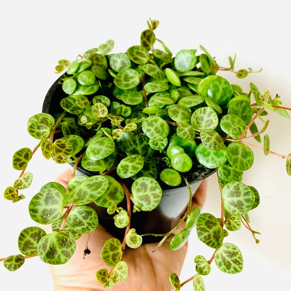 String of Turtles - Peperomia Prostrata - String of Things - Tropical Houseplant - Live Plant in 2” or 3.5” or 4” Pot