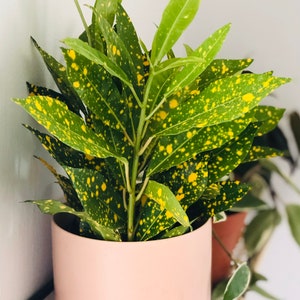 Variegated Japanese Laurel - Aucuba Japonica - Gold Dust Plant - Tropical Plant - 4” Houseplant