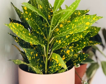 Variegated Japanese Laurel - Aucuba Japonica - Gold Dust Plant - Tropical Plant - Live Plant - Available in Multiple Sizes