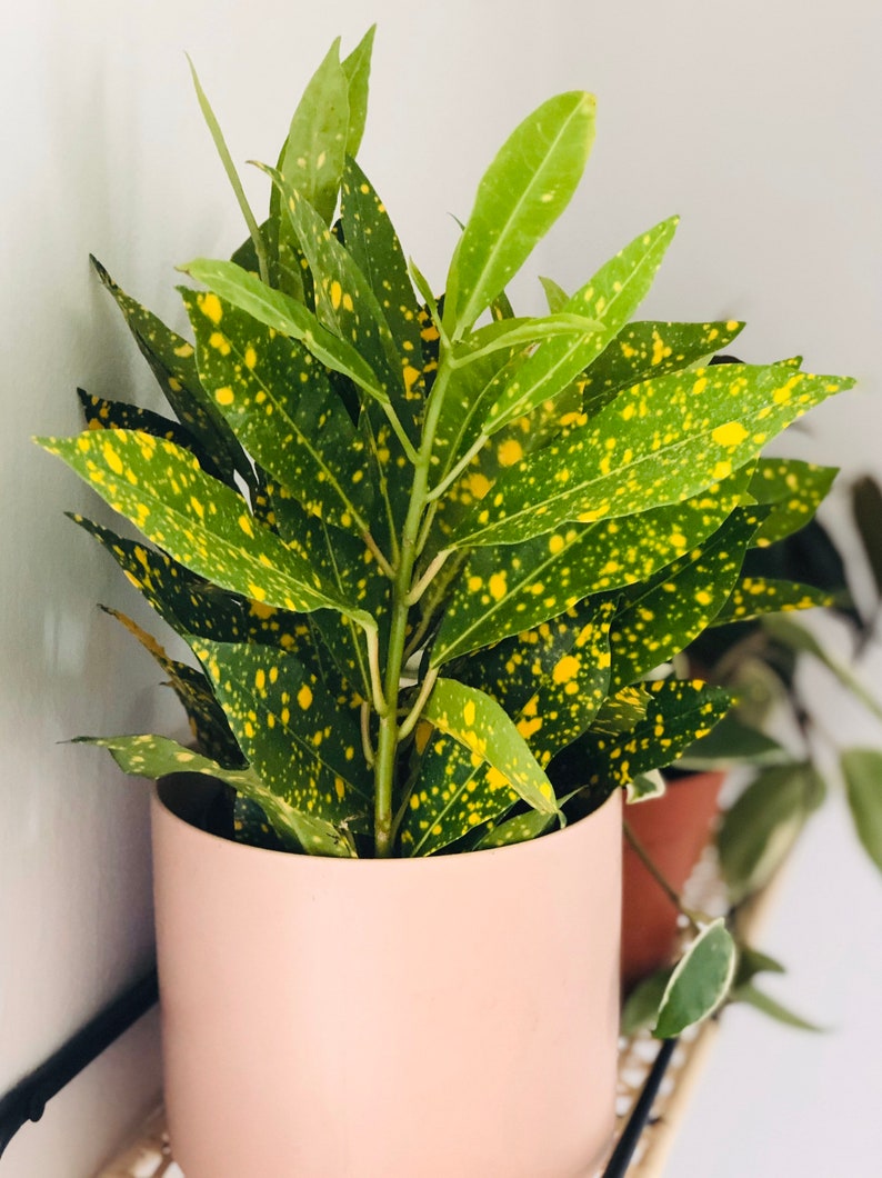 Variegated Japanese Laurel Aucuba Japonica Gold Dust Plant Tropical Plant 4 Houseplant image 1