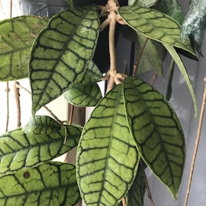 Hoya sp. Kalimantan UT-158 - Veiny Hoya - Crocodile Hoya - Live Plant in 4” Pot