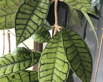 Hoya sp. Kalimantan UT-158 - Veiny Hoya - Crocodile Hoya - Live Plant in 4” Pot